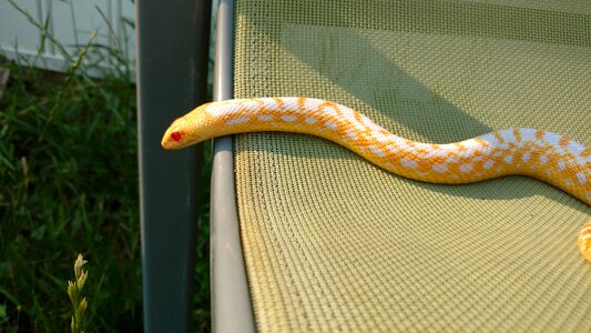 Pet reptile nature