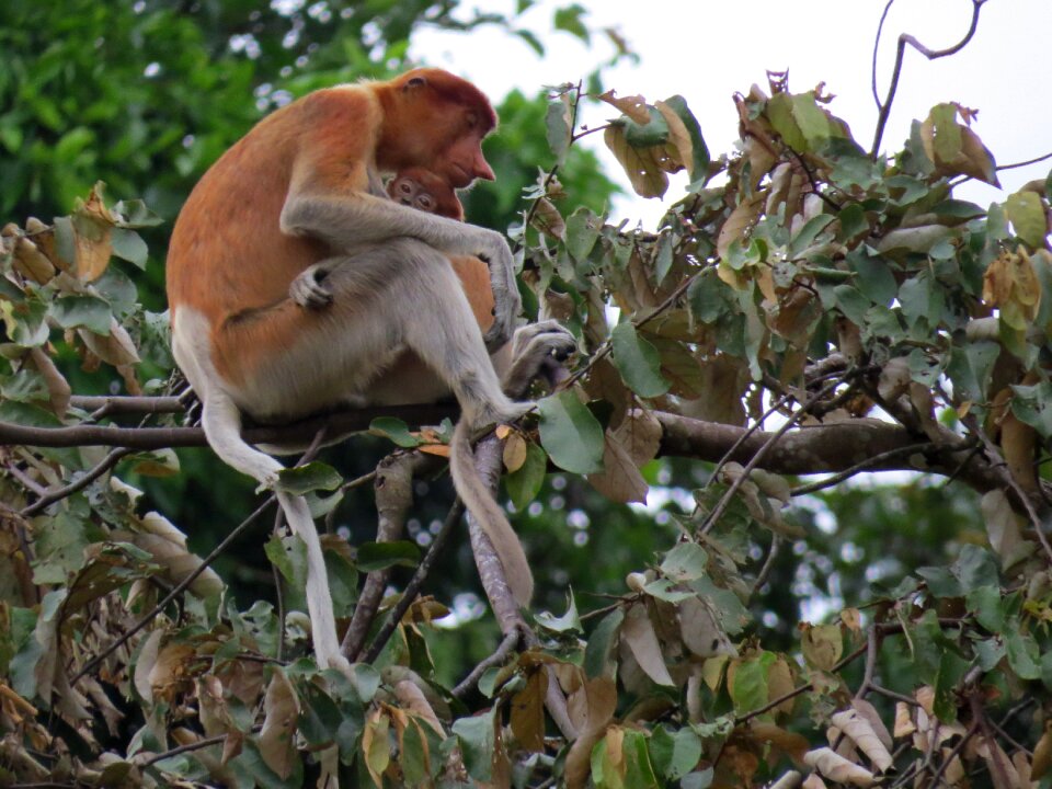 Young proboscis monkey borneo