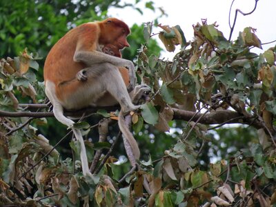 Young proboscis monkey borneo photo