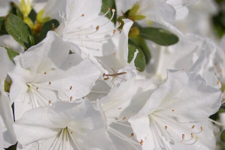 Flower gray pray