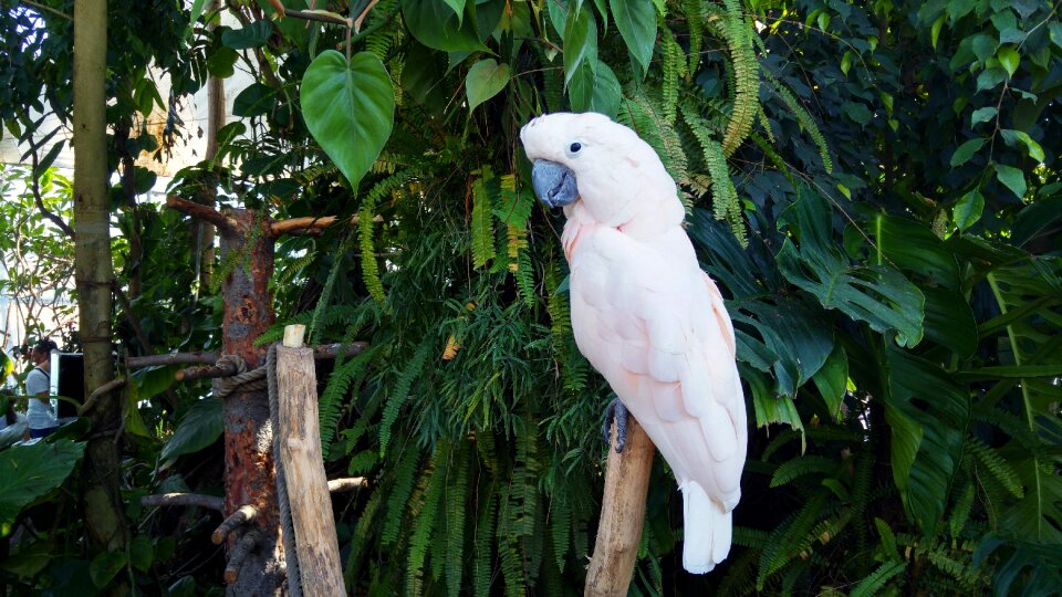 Colorful parrot bird beak photo