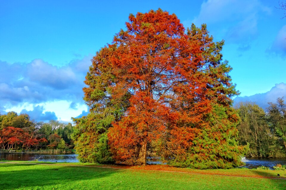 Tree autumn color park