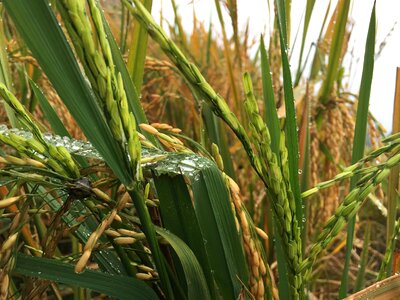 Grain harvest crop