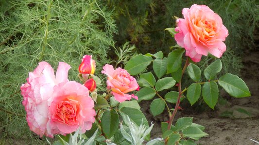 Flowers botanical garden pink roses
