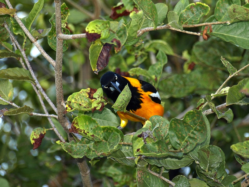 Caribbean orange black