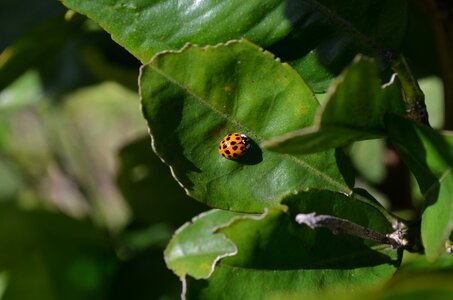 Planting orange tree nature photo