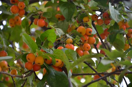 Tree crabapples small apples