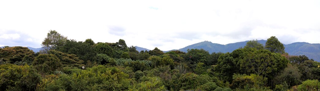 Trees nature mountains photo