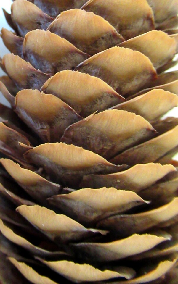 Pine cone crop