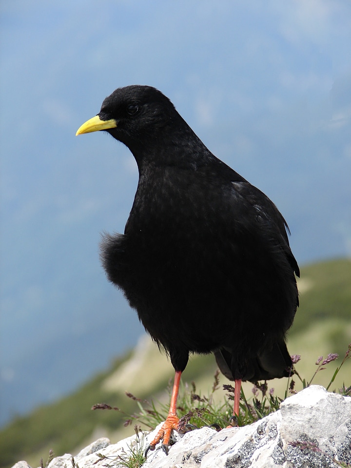 Bergdohle black bird