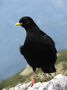 Bergdohle black bird