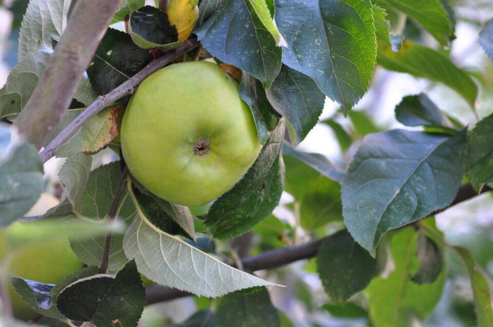 Fruit apple food