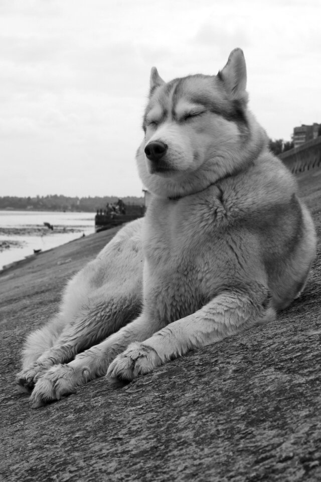 Husky water dream