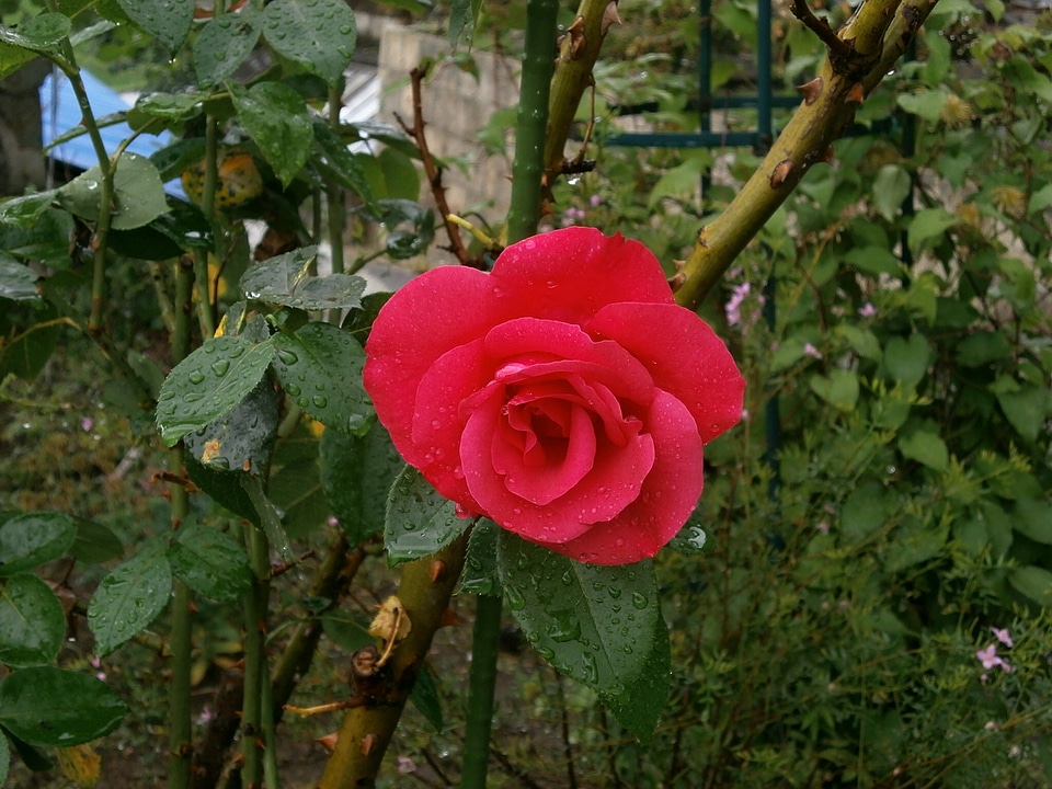 Rose red flowers after the rain