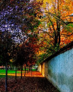 Autumn leaves colors
