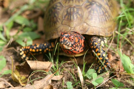 Wild shell wildlife