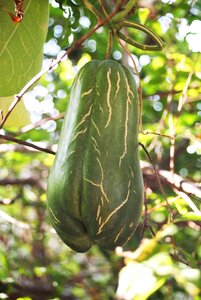 Squash tlapa de comonfort gro