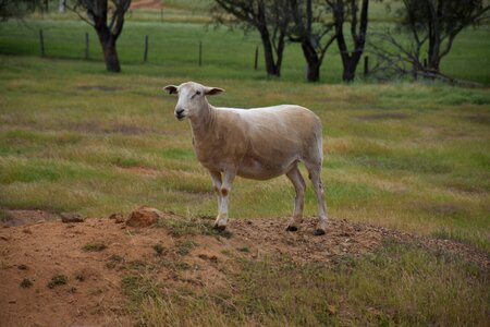 Farm animal photo