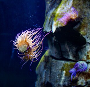 Underwater world anemone aktinien photo