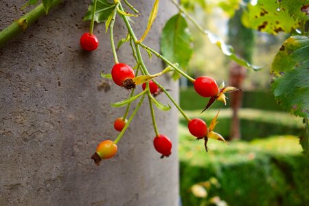 Nutrition vitamin medicinal