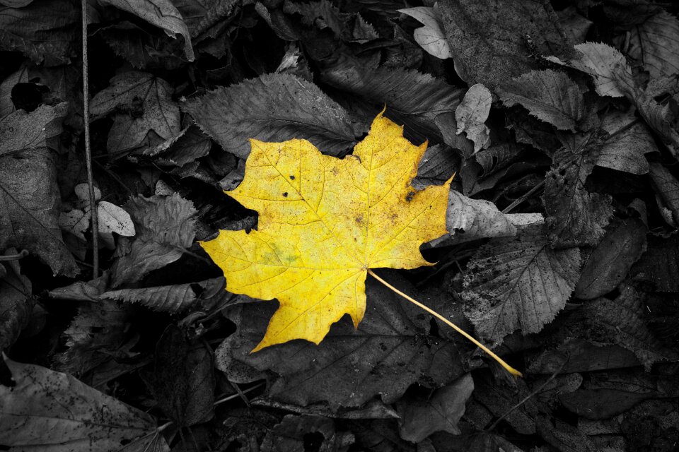 Black autumn forest