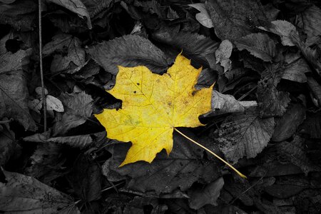 Black autumn forest