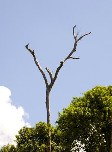Forest woods leafless tree