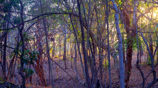 Townsville woodland australian outback photo