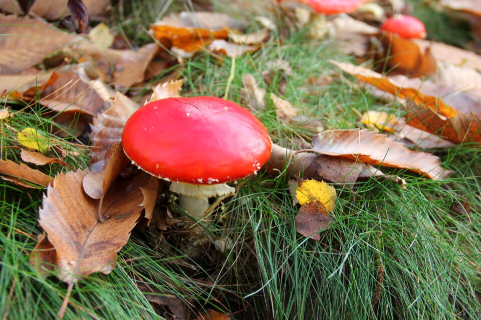 Mushrooms forest wood