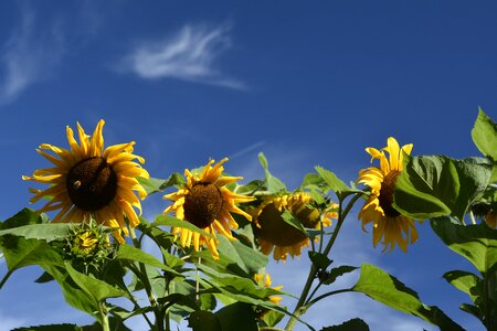 Sunflower field blue sky leaves photo