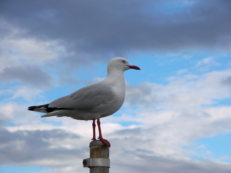 Gull outdoor freedom
