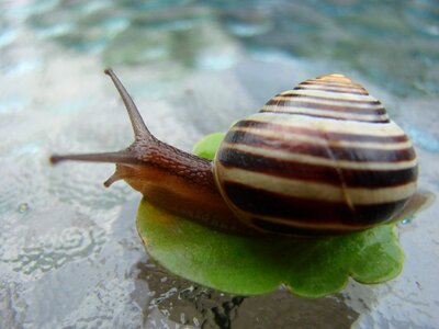 Nature shell