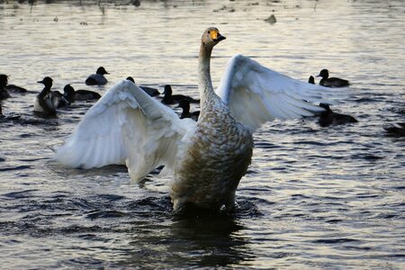 Waterweed waterside bird