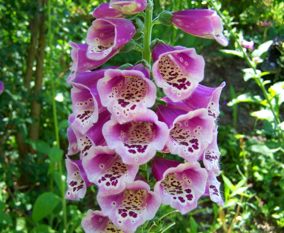 Purple flower summer flower flower garden