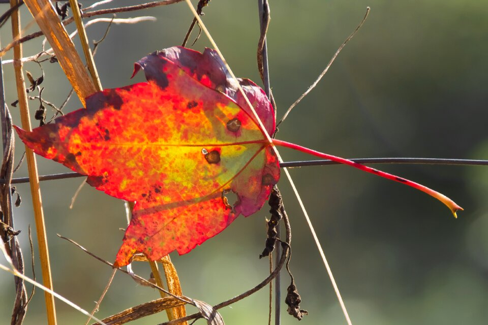 Colorful orange maple