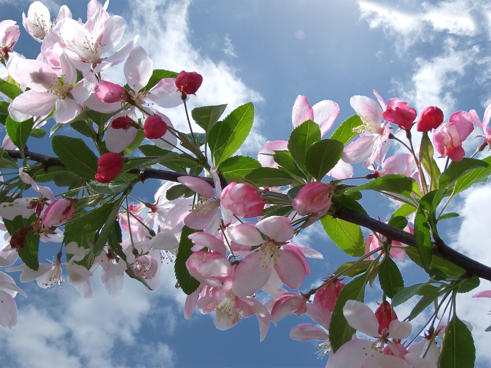 Cherry tree blossom bloom