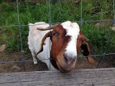 Domestic goat goat buck snout