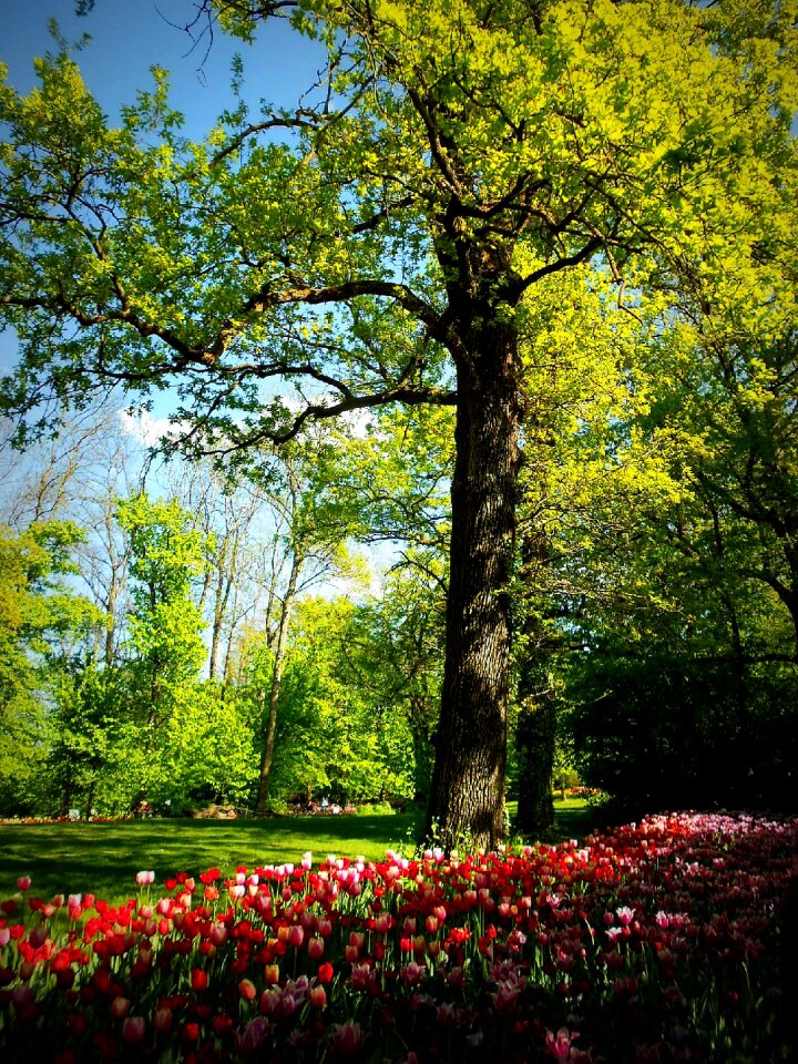 Piemonte italy tree