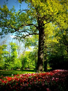 Piemonte italy tree