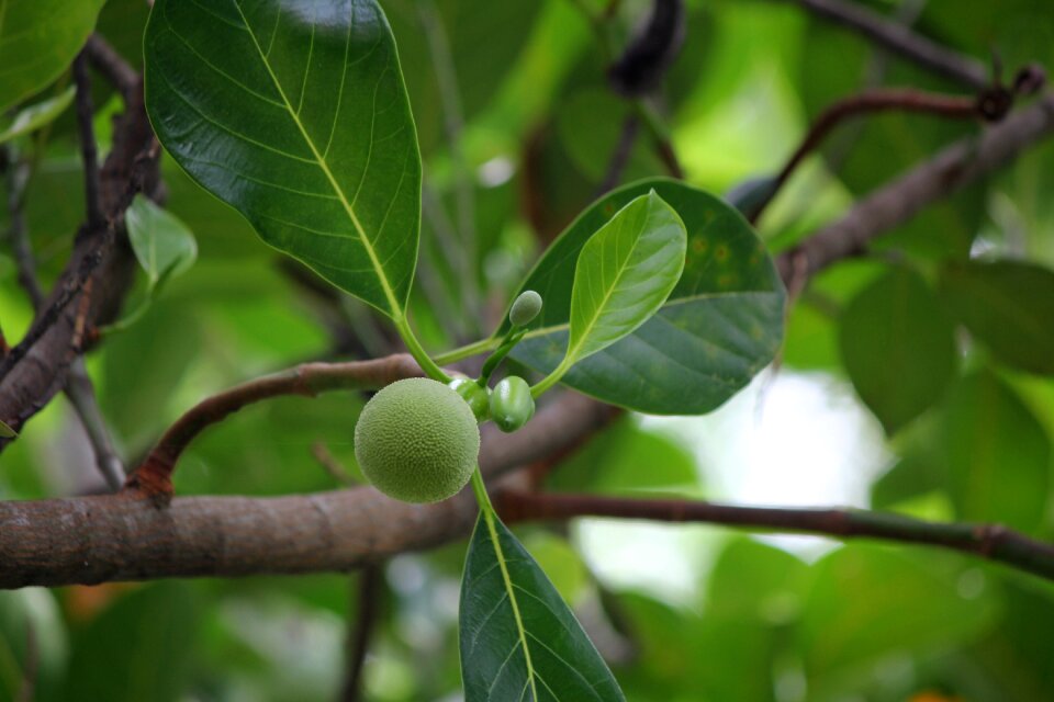 Jackfruit united jackfruit Free photos