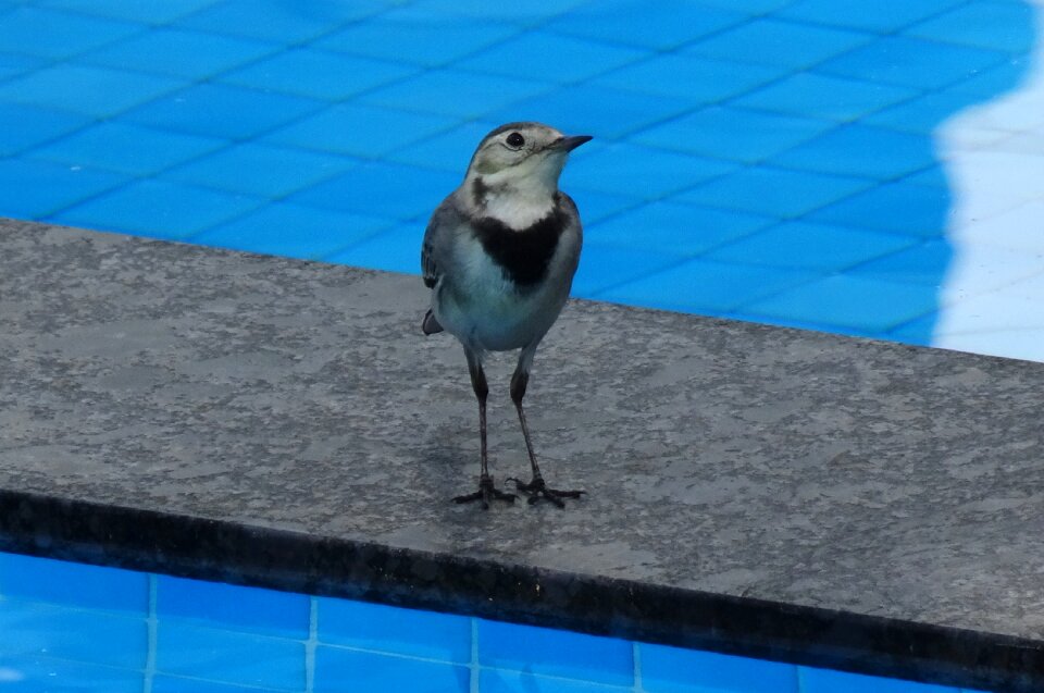 Motacilla alba passerine motacillidae