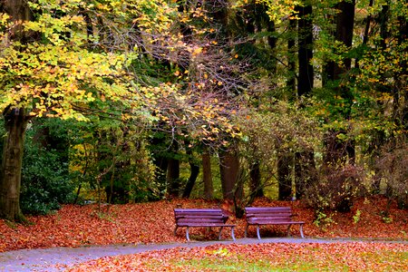 Leaves forest rest