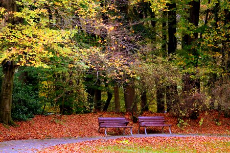 Leaves forest rest photo