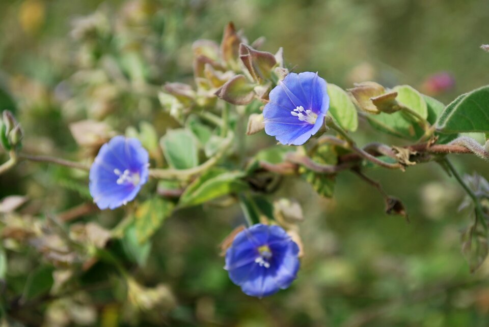Nature flowers wild