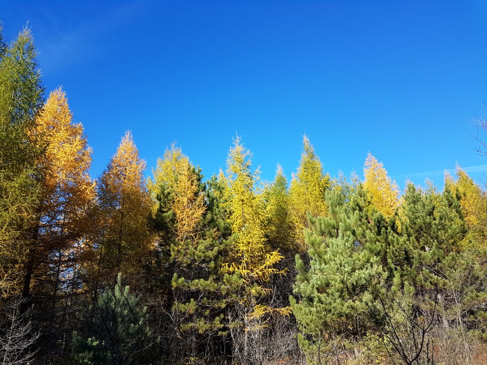 Autumn tree