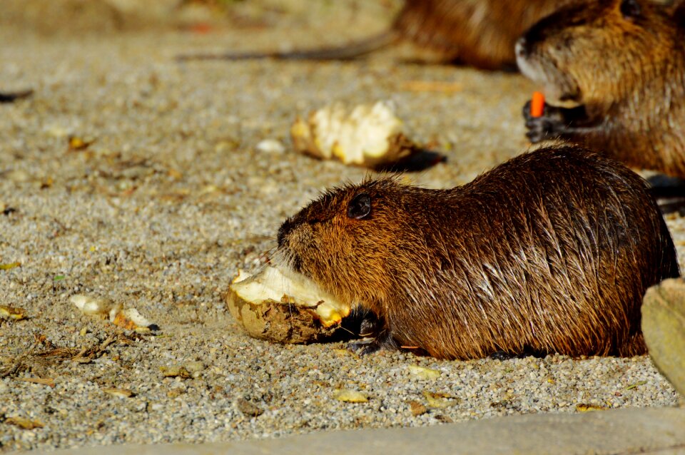 Species of rodent waters animal