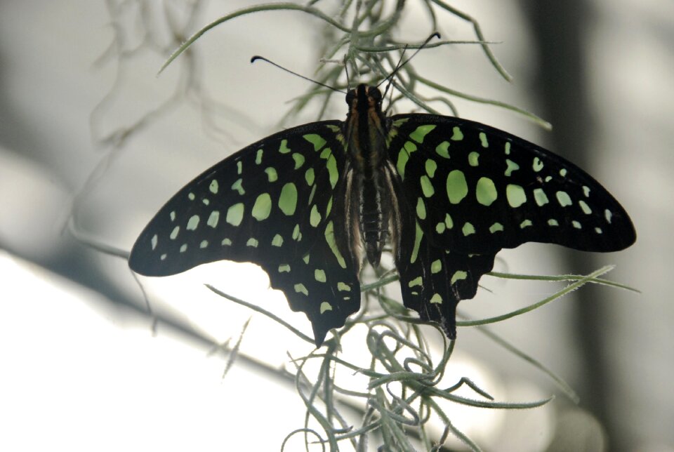 Nature gray butterfly