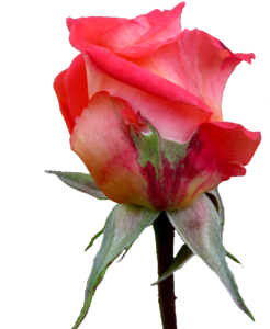 Autumn rose bud