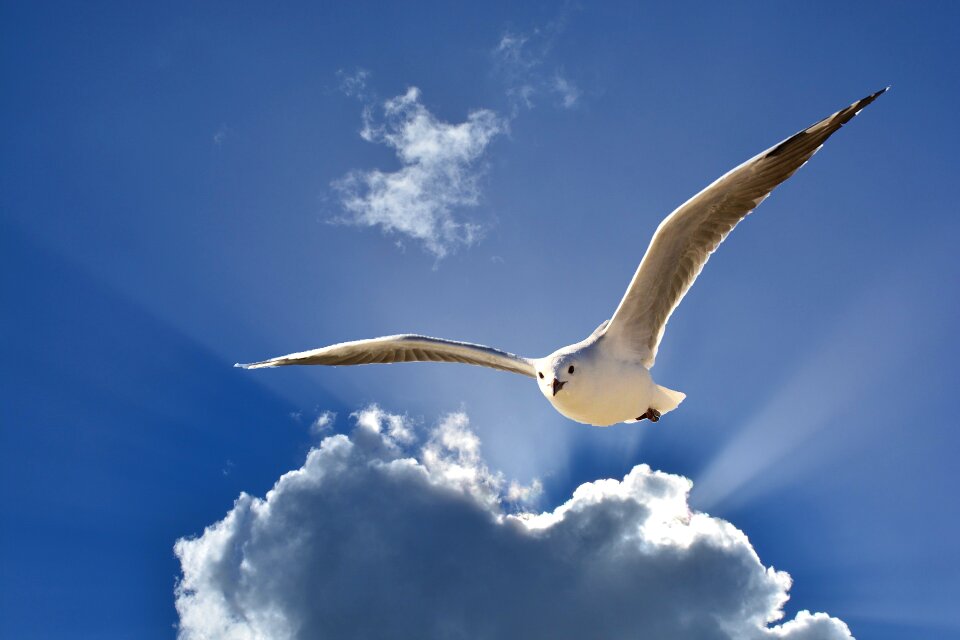Crow flies clouds seagulls