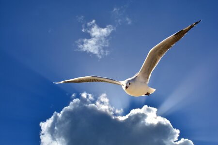 Crow flies clouds seagulls photo